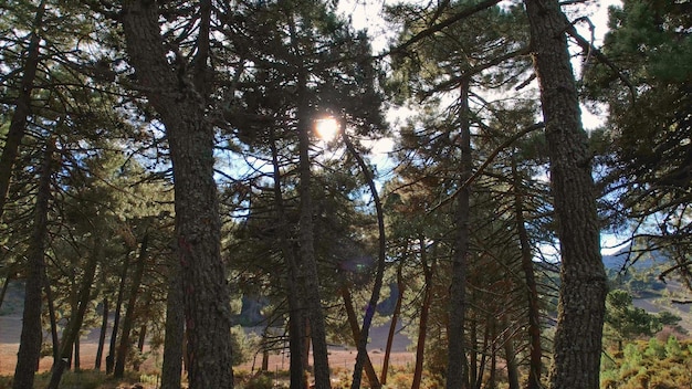 Tramonto tra gli alberi. Sole e cielo tra gli alberi nella foresta mediterranea. Andalusia. Spagna