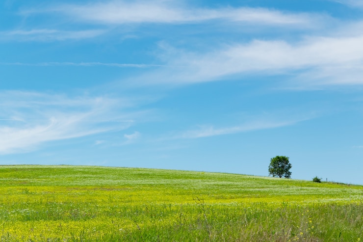 Foto tranquilla vista panoramica del campo di erba verde e del cielo nuvoloso bianco