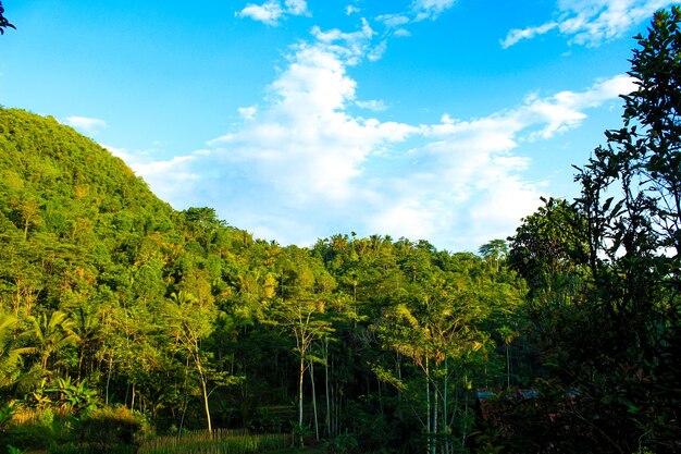 Tranquillo paesaggio forestale con alberi di colline e cielo blu