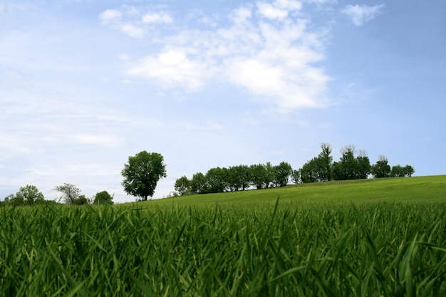 Tranquillo paesaggio primaverile