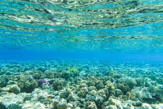 Tranquillo sott&#39;acqua