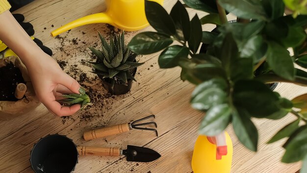 Trapiantando le piante in un altro vaso, gli attrezzi da giardino giacciono su un tavolo di legno, una pala, un'acqua gialla