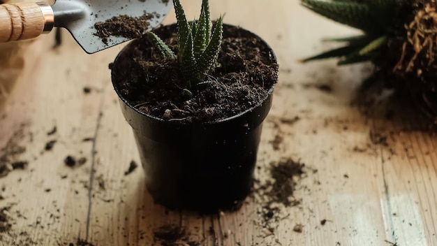 Trapiantando le piante in un altro vaso, gli attrezzi da giardino giacciono su un tavolo di legno, una pala, un'acqua gialla