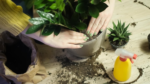 Trapiantando le piante in un altro vaso, gli attrezzi da giardino giacciono su un tavolo di legno, una pala, un'acqua gialla