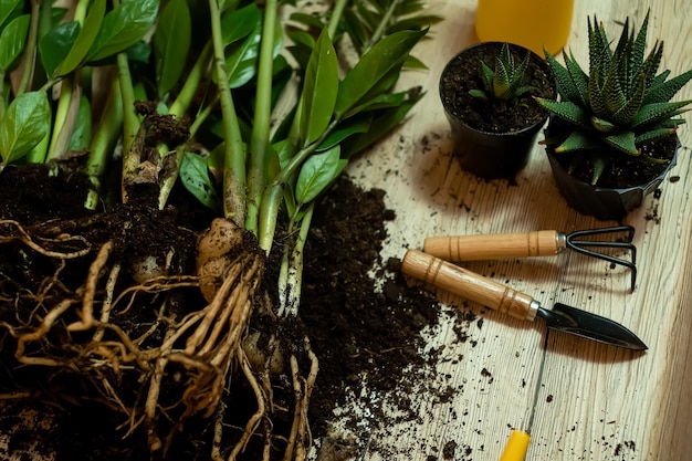 Trapiantando le piante in un altro vaso, gli attrezzi da giardino giacciono su un tavolo di legno, una pala, un'acqua gialla