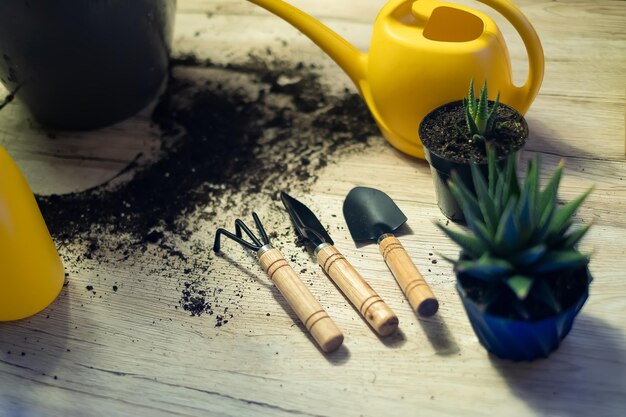 Trapiantando le piante in un altro vaso, gli attrezzi da giardino giacciono su un tavolo di legno, una pala, un'acqua gialla