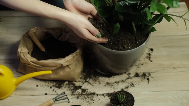 Trapiantando le piante in un altro vaso, gli attrezzi da giardino giacciono su un tavolo di legno, una pala, un'acqua gialla