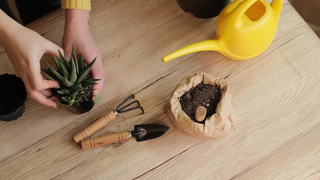 Trapiantando le piante in un altro vaso, gli attrezzi da giardino giacciono su un tavolo di legno, una pala, un'acqua gialla