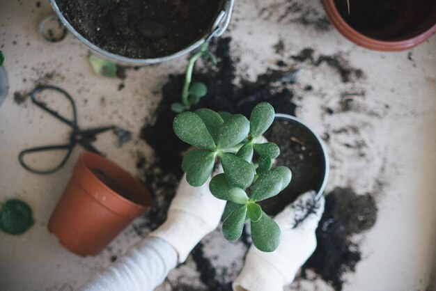 trapiantare fiori a casa foto di stile di vita