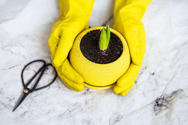 Trapiantare i bulbi di giacinto in una pentola gialla Gli attrezzi da giardinaggio si trovano sullo sfondo guanti gialli