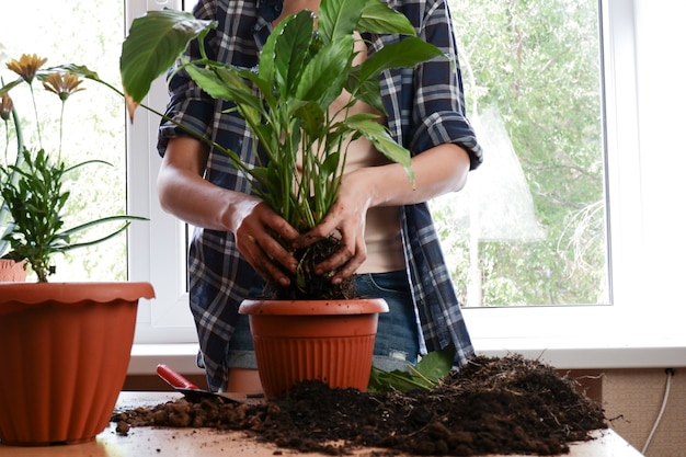 trapiantare la pianta del fiore in un vaso più grande le mani femminili piantano un fiore di spathiphyllum