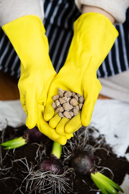 Trapiantare le mani di una donna con guanti gialli in cui il drenaggio è argilla espansa, piantare bulbi di giacinto con attrezzi da giardino.