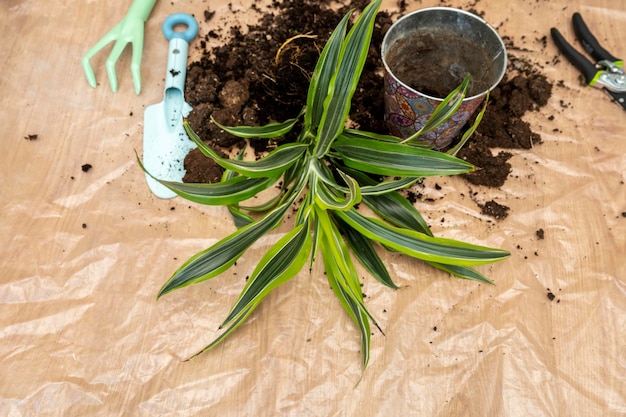 Trapiantare piante di limone e lime con pinzette substrati di terreno e utensili in plastica trasparente su un pavimento di legno