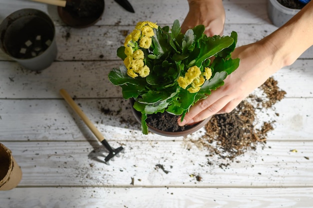 trapiantare un fiore di kalanchoe da un vaso temporaneo a uno permanente da giardinaggio