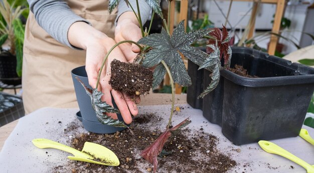 Trapiantare una pianta domestica Begonia Gryphon in un nuovo vaso Una donna pianta un gambo con radici in un nuovo terreno Prendersi cura di una pianta in vaso primo piano delle mani