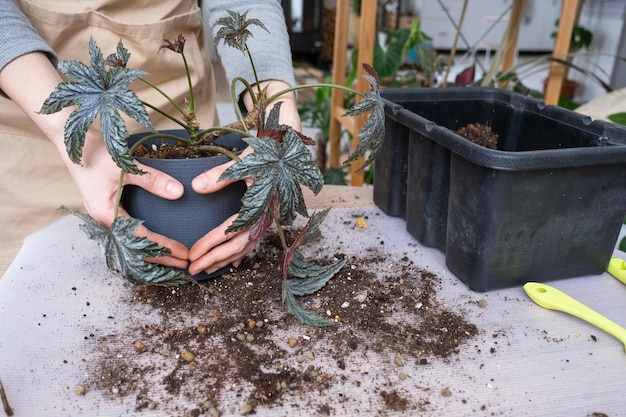 Trapiantare una pianta domestica Begonia Gryphon in un nuovo vaso Una donna pianta un gambo con radici in un nuovo terreno Prendersi cura di una pianta in vaso primo piano delle mani