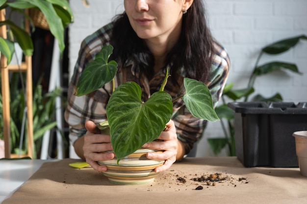 Trapiantare una pianta domestica Philodendron verrucosum in un nuovo vaso più grande all'interno della casa Prendersi cura di una pianta in vaso con le mani in primo piano