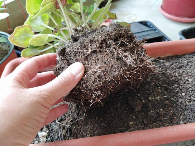 Trapianto di ciclamino a casa Le mani delle donne lavorano con attrezzi del terreno e vasi di fiori Lavori primaverili sul balcone o sul terrazzo Floricoltura domestica e produzione vegetale Foglie verdi radici e tuberi di ciclamino