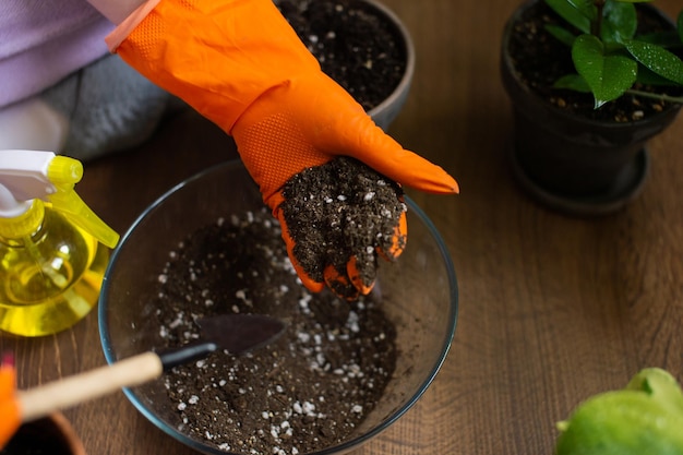 Trapianto di fiori fatti in casa con guanti di gomma