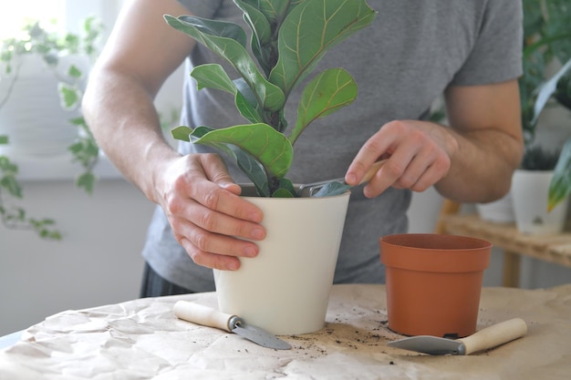 Trapianto di piante domestiche. Un uomo di invasatura pianta da interni Ficus lyrata o foglia di Fiddle fig.