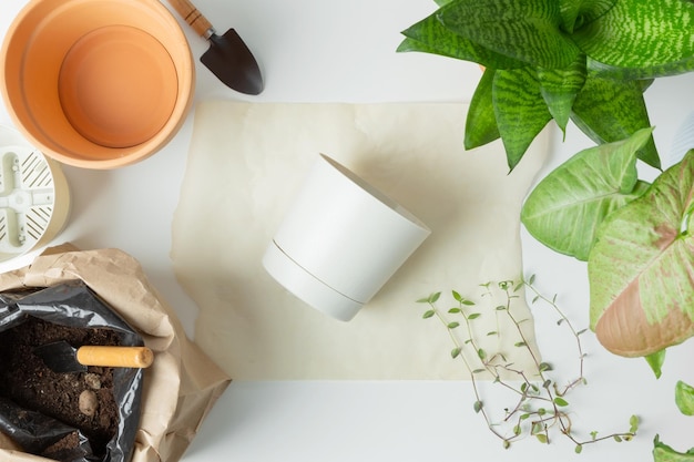 Trapianto di piante in vaso su tavola bianca Concetto di giardino domestico Prendersi cura delle piante domestiche