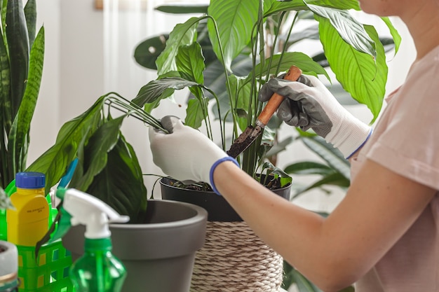 Trapianto di piante, pianta d'appartamento per la cura della donna e pianta da trapianto