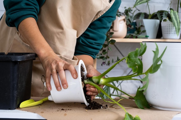 Trapianto di una pianta domestica Filodendro in un nuovo vaso Una donna pianta un gambo con radici in un nuovo terreno Cura e riproduzione per una pianta in vaso mani primo piano