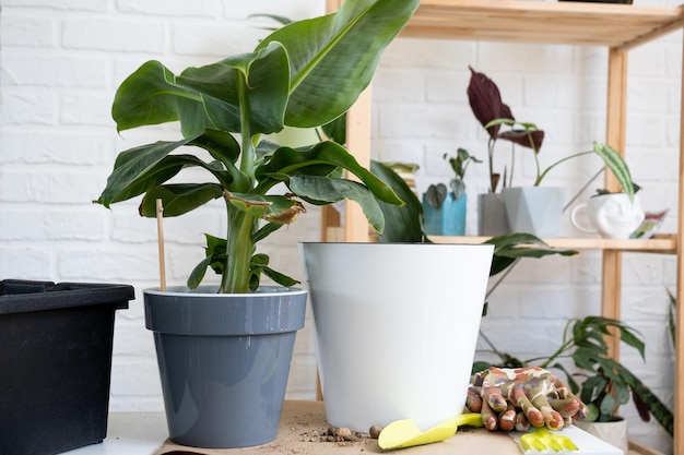 Trapianto di una pianta in vaso di palma di banana Musa in una pentola con irrigazione automatica Replant