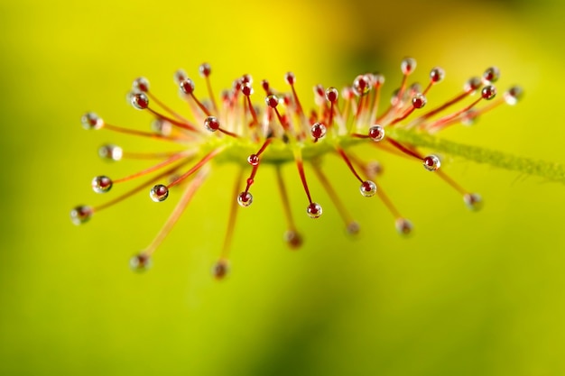 Trappola carnivora per mosche drosera con gocce rosse, su sfondo giallo