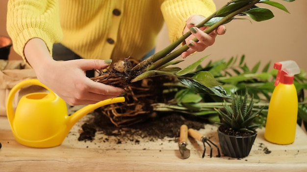 Trasferimento della pianta in un altro vaso, primo piano di un giardiniere che tiene in mano un fiore, un germoglio