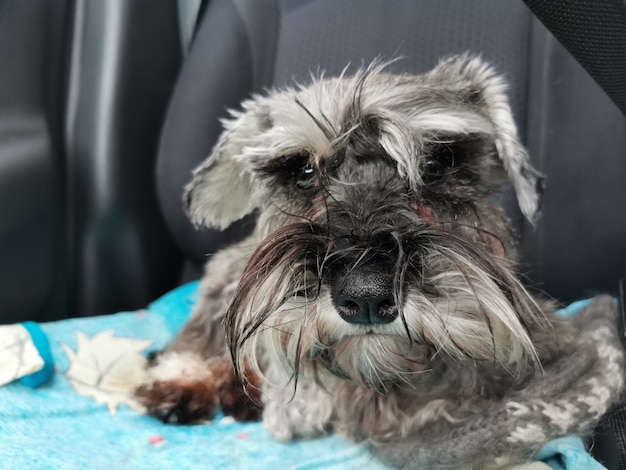 Trasporto del cane in macchina. Schnauzer in miniatura seduto su un seggiolino che ti guarda emotivamente.