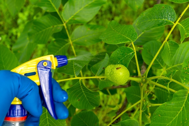 Trattamento dei rami di noce in estate con un fungicida contro parassiti o malattie batteriche. Spruzzare le piante con uno spruzzatore. Cura del giardino.