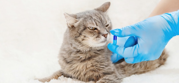 Trattamento di pillole per gatti. medicina Veterinaria.