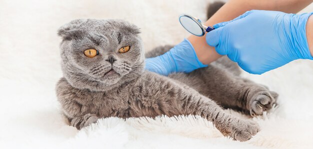 Trattamento di un gatto, un fonendoscopio nelle mani di un medico.