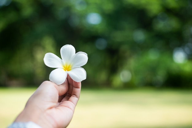 Tratti il ​​fiore di plumeria con la priorità bassa del bokeh