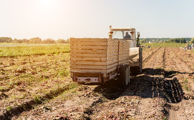 Trattore alla raccolta del campo delle radici di barbabietola.