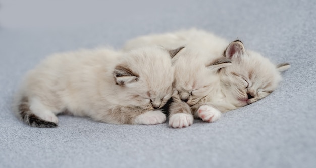 Tre adorabili soffici gattini ragdoll che dormono insieme vicino su tessuto azzurro durante un servizio fotografico in stile neonato in studio. Simpatico ritratto di gattini che riposano e sonnecchiano