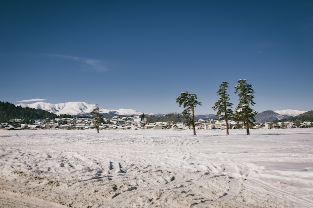 Tre alberi in un campo nevoso