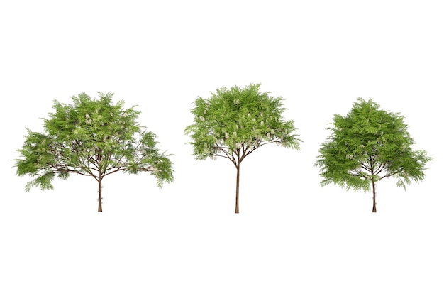 Tre alberi sempreverdi