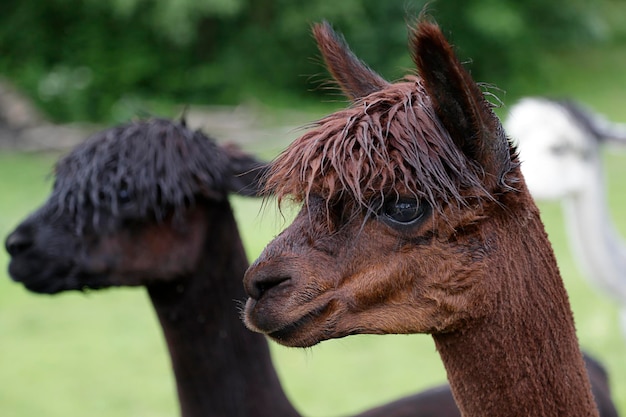 Tre alpaca (Vicugna pacos) in un prato