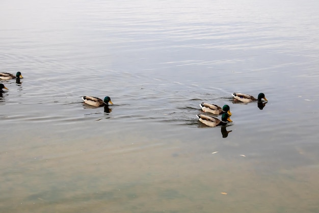 Tre anatre di fila nuotano sull'acqua