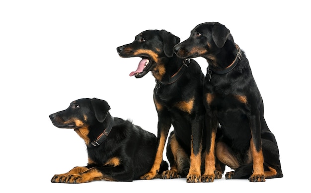 Tre Beaucerons davanti a un muro bianco