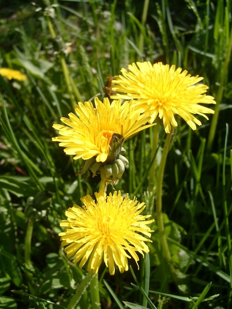 Tre bei denti di leone gialli Fiori di prato Primo piano Petali delicati