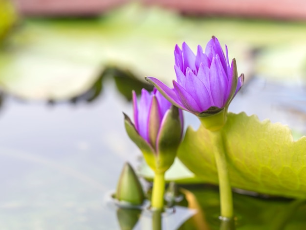 Tre belle fioriture di loto viola