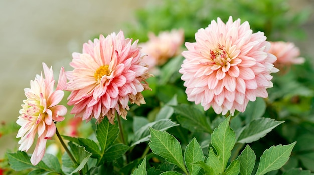 Tre bellissime dalie di delicato colore rosa in giardino con foglie verdi