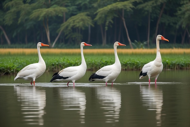 Tre bellissime oche e cicogne nuotano sull'acqua di un lago nell'Assam, in India