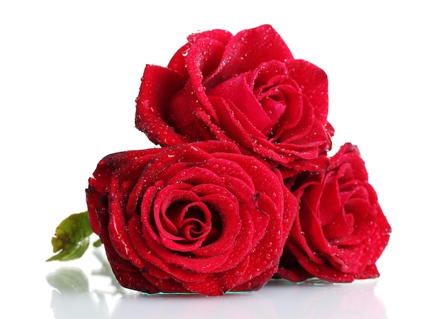 Tre bellissime rose rosse isolate su bianco