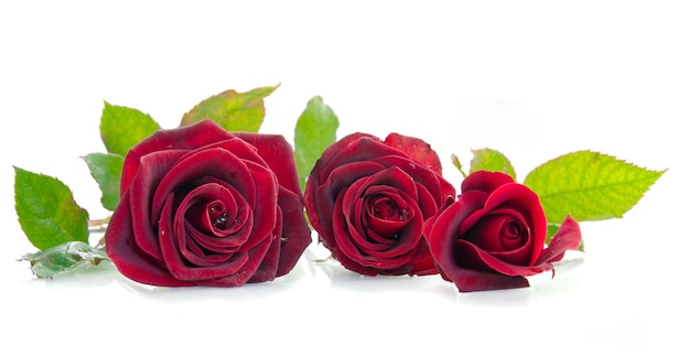 Tre bellissime rose rosse sdraiate su uno sfondo bianco