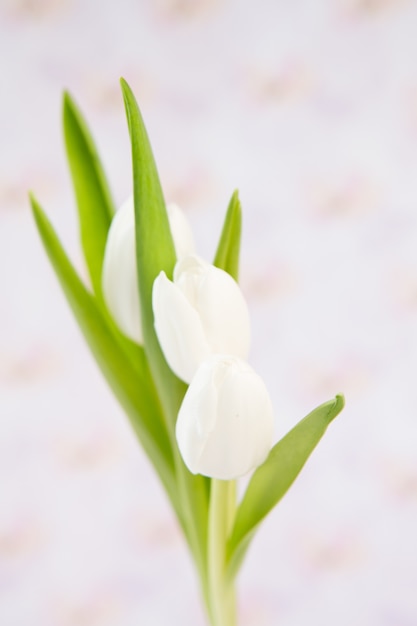 Tre bellissimi tulipani bianchi