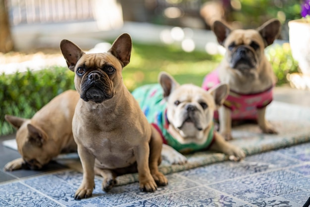 Tre bulldog francesi di fila su un tappeto